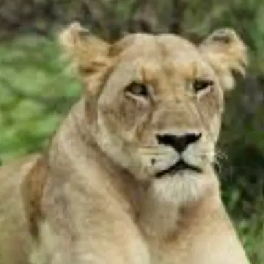 Profile image of 세일라