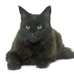 Profile image of 까망이