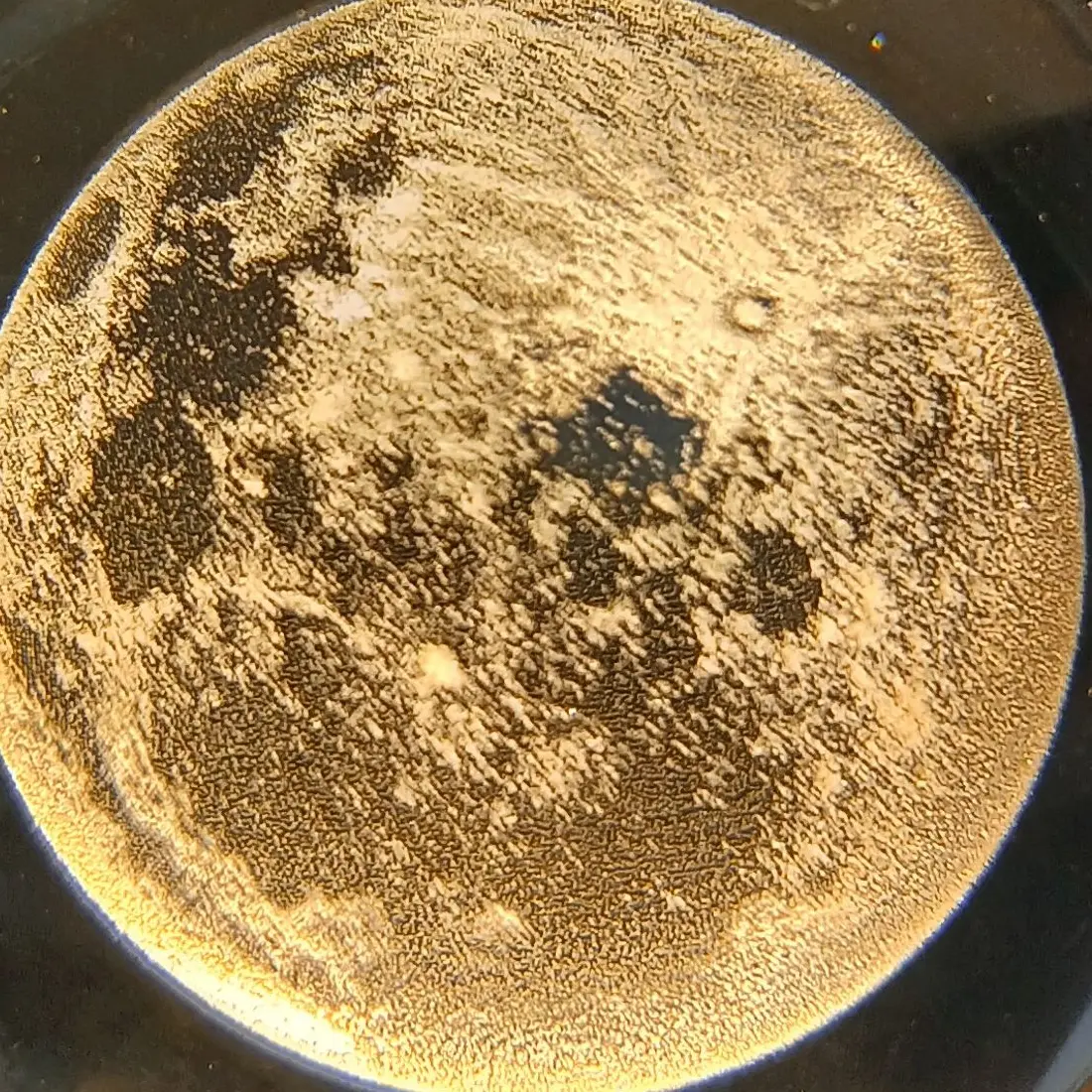 DirectBloom4334의 K.S.Y