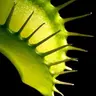 Profile image of 디오네