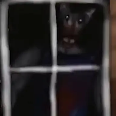 Profile image of wolf