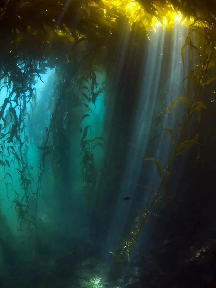 GxixzyG의 Mermaid Story