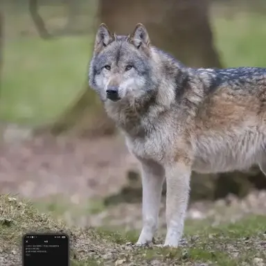 Profile image of 늑대