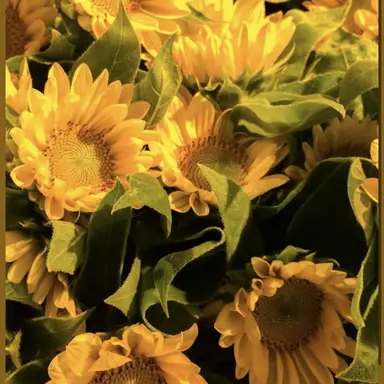 Profile image of 루이쨘