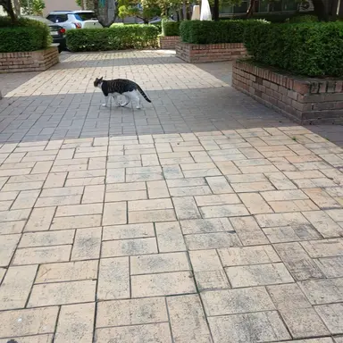 Profile image of 츠카사