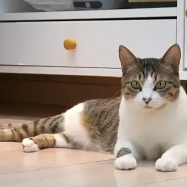 Profile image of 또봉이
