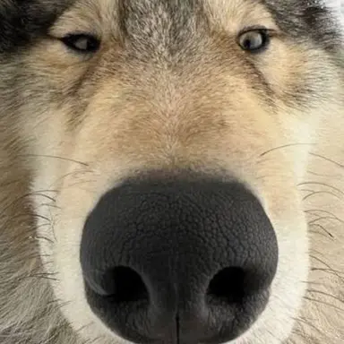 Profile image of 김늑대