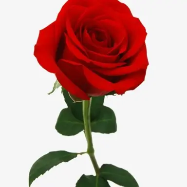 Profile image of 장미