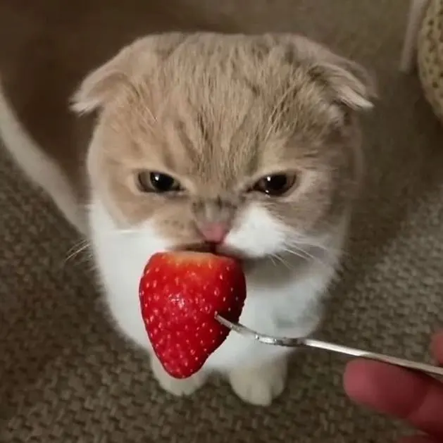 make_a_wish_1210의 わがままねこちゃん