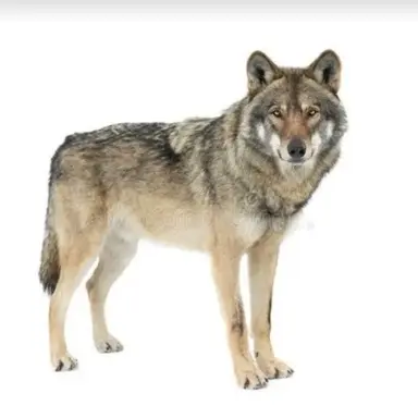 Profile image of 늑대