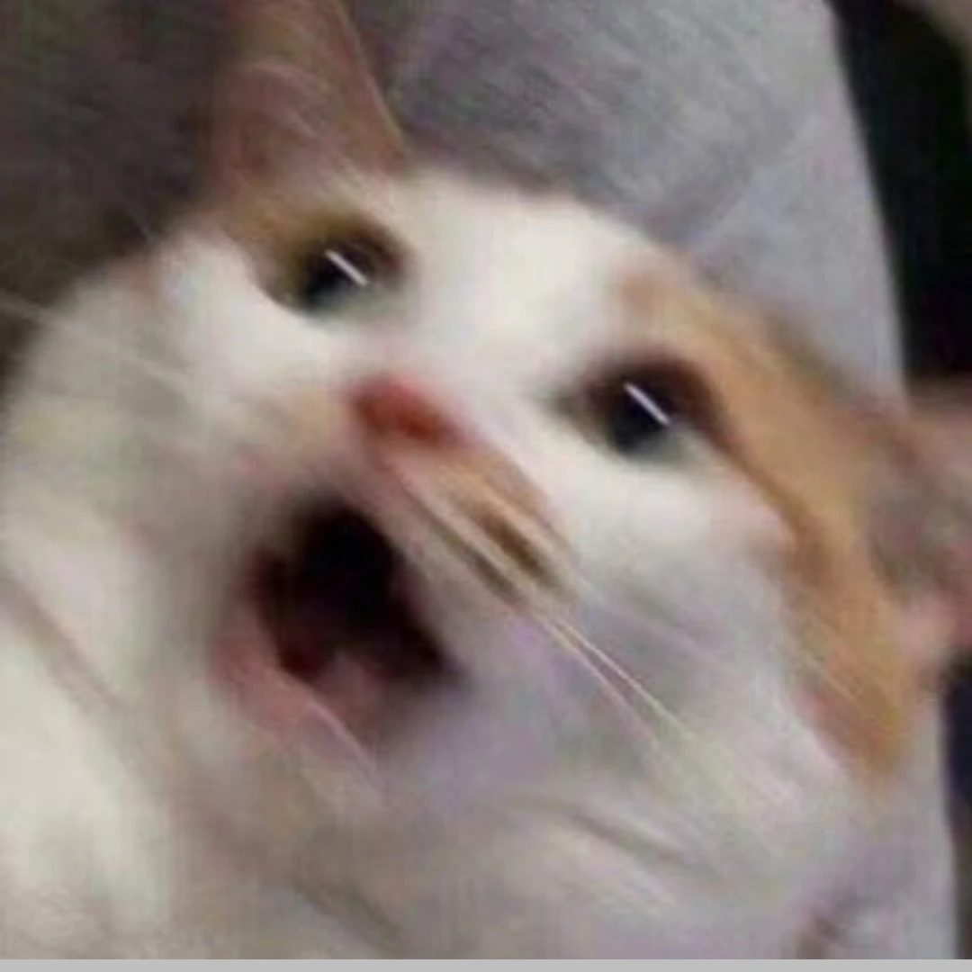 고양이들