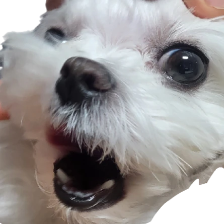 강아지 납치범