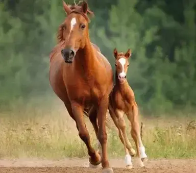 Profile image of Horse Herd