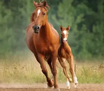 GlazedPlow4528의 Horse Herd