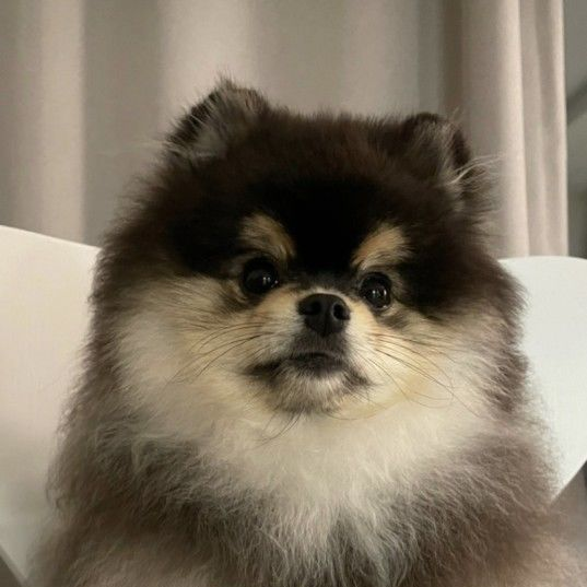 사춘기 온 몰리 대표 이미지