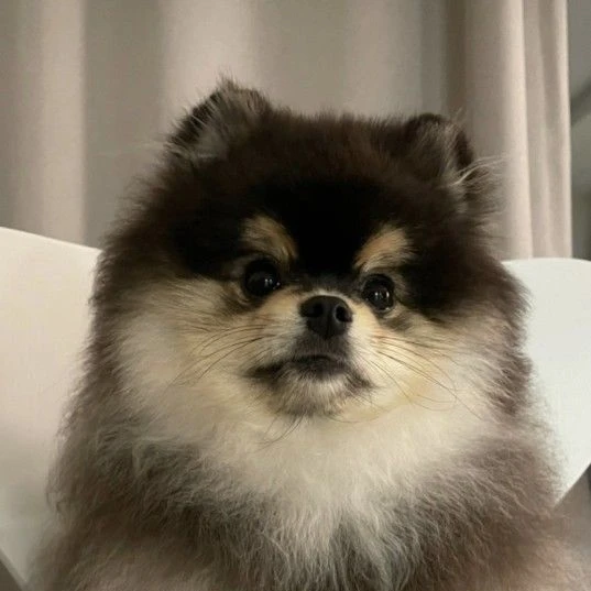 사춘기 온 몰리