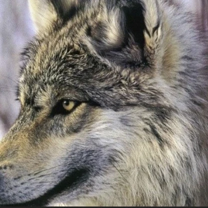 オウリ