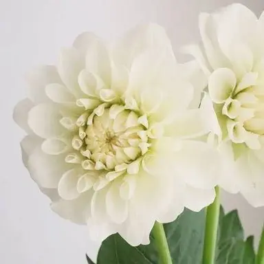 Profile image of 声優たち