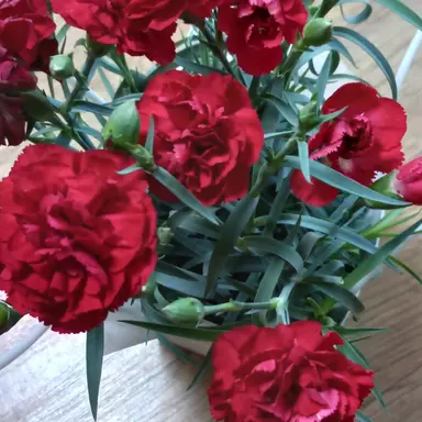 Profile image of 쉐밀