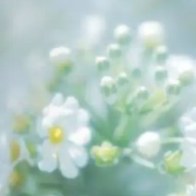 Profile image of シオン