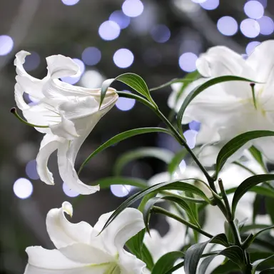 Profile image of ピルク