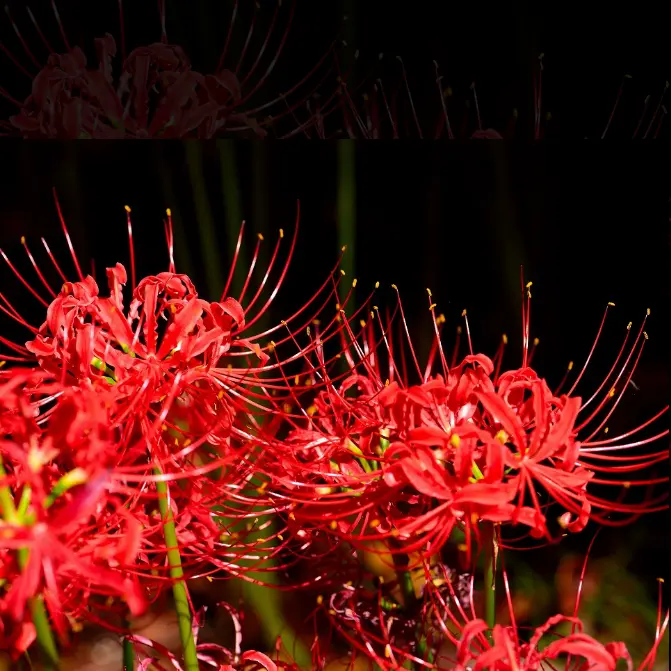 RunnyFloor7809의 悪役家族の愉快な日常！！