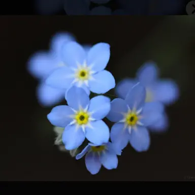 Profile image of ディア