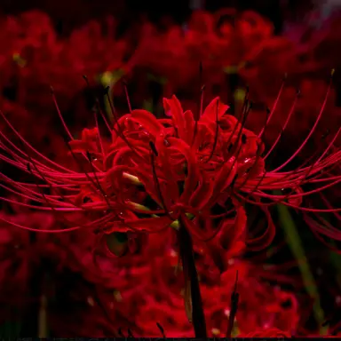 Profile image of ビルク・ソフィア