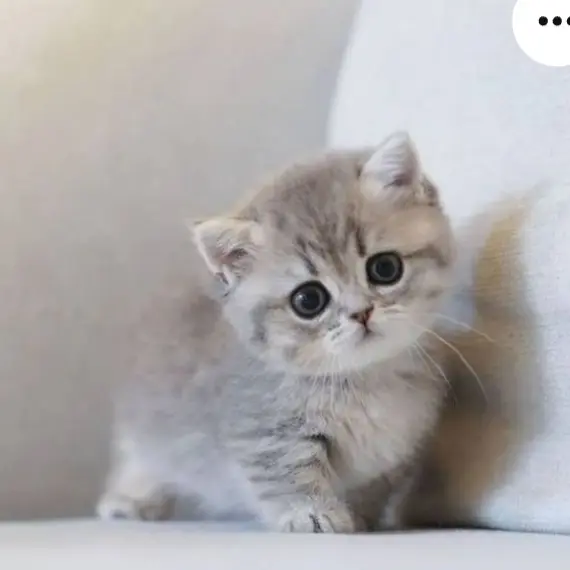 BronzeTongs8723의 조랭이