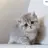 조랭이