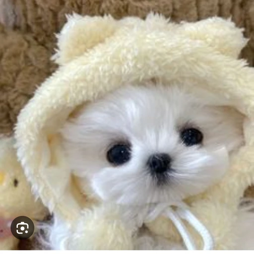 유비