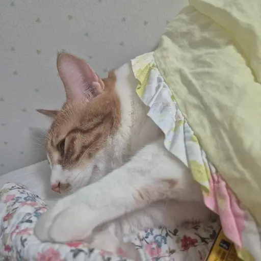 QuirkyTetra3969의 김유희