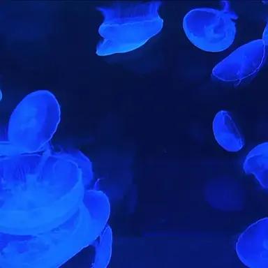 Profile image of 쿠시모리 슈이치