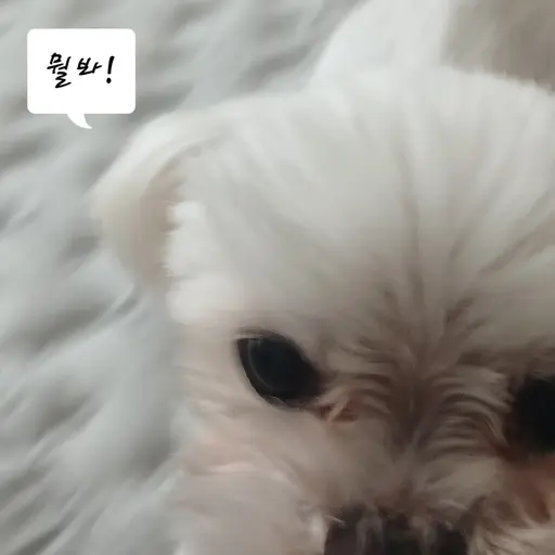 LeanerFern8661의 이안
