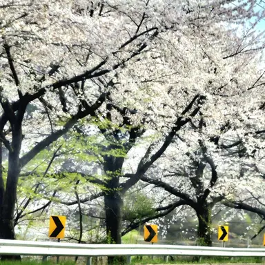 Profile image of 늑대