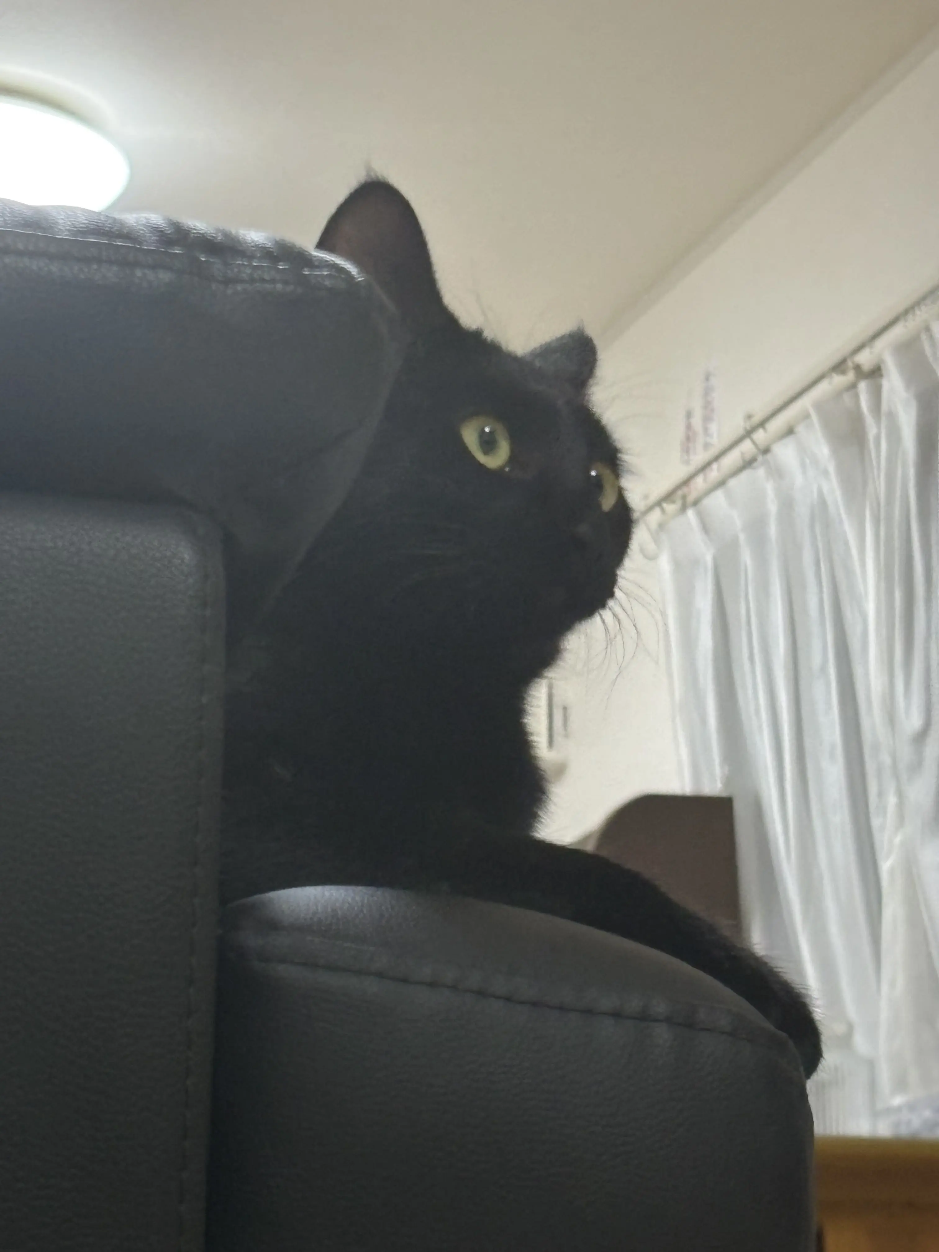 saena0425의 拾われた。