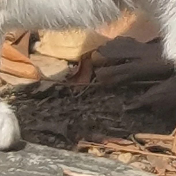 쇼우룽룽
