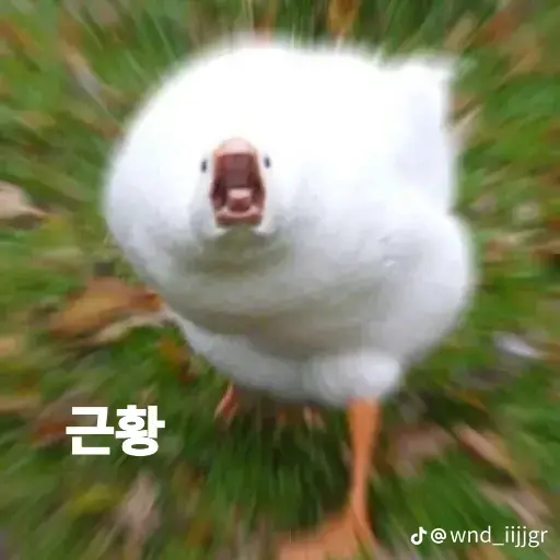 hey0513의 곽곽이(거위)