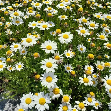 Profile image of 김도민