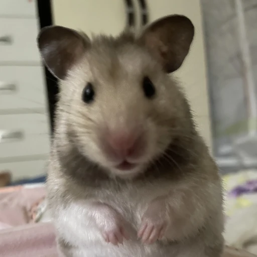 뿡이