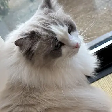 Profile image of ブリ子