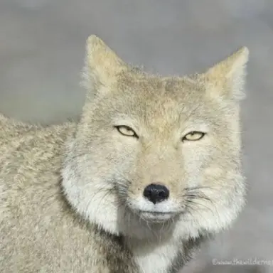 Profile image of 이여우