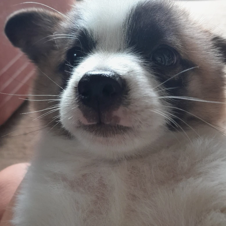 콩이