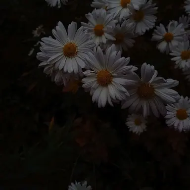 Profile image of 花