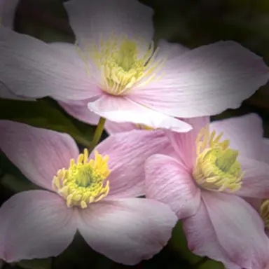 Profile image of 잠뜰