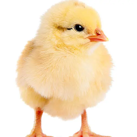dori_dori05의 귀염둥이 병아리🐥