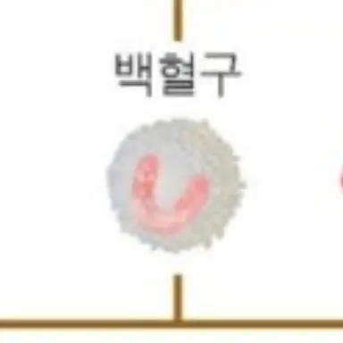 Profile image of 정다움