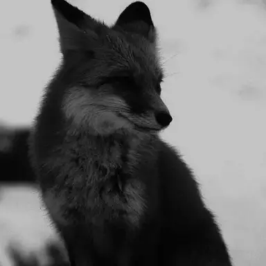 Profile image of 호시나 유리카