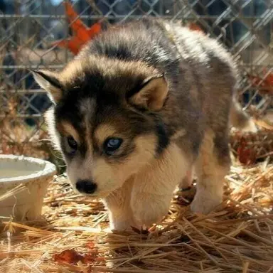 Profile image of 아기 늑대