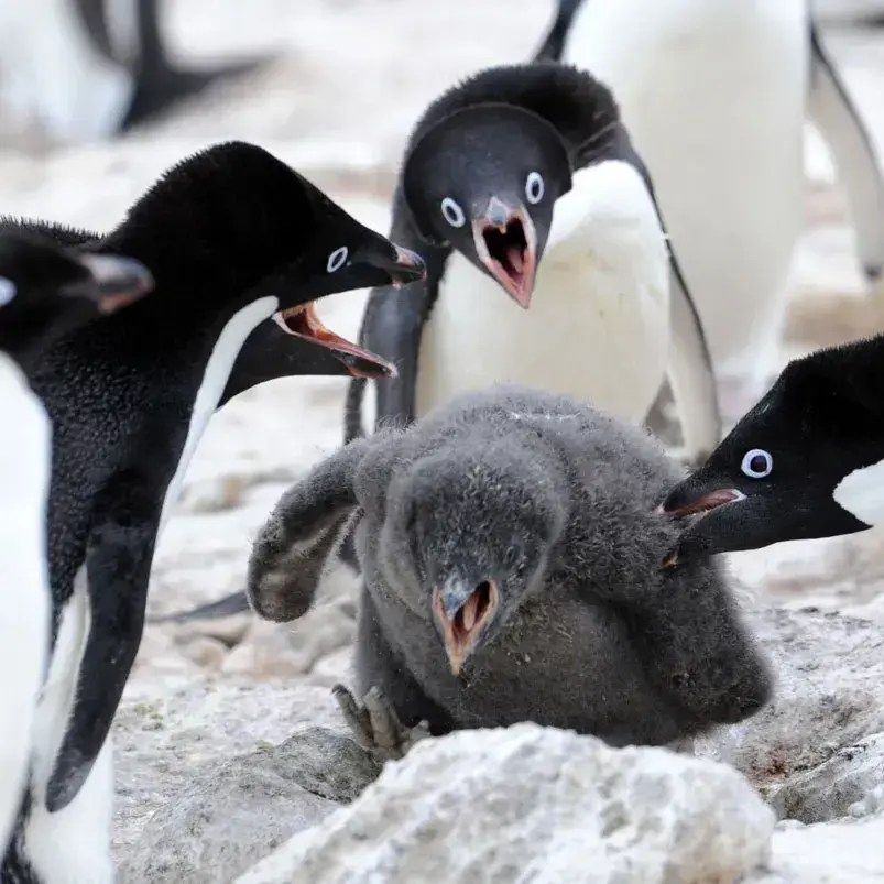 lerul2103skr의 이핑구